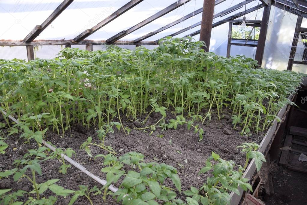 Seedlings in the greenhouse. Growing of vegetables in greenhouses.