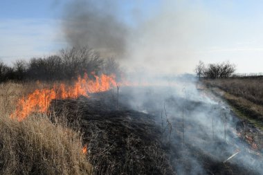 Kuru otları ve sazlıkları yakıyor. Kuru otların çayırlarını ve hendeklerini temizliyorum.