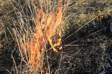 Kuru otları ve sazlıkları yakıyor. Kuru otların çayırlarını ve hendeklerini temizliyorum..