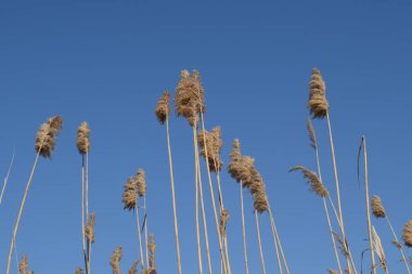 Kuru sazlık fırçalamak. Kuru sazlık çalılıkları.