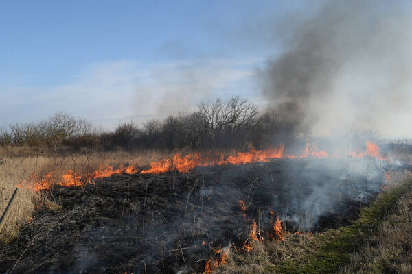 Burning dry grass and reeds. Cleaning the fields and ditches of the thickets of dry grass.