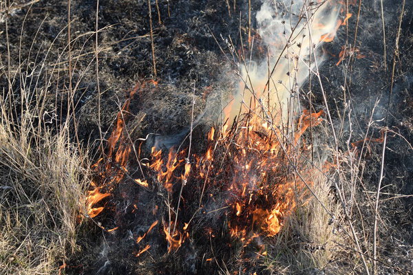 Burning dry grass and reeds. Cleaning the fields and ditches of the thickets of dry grass