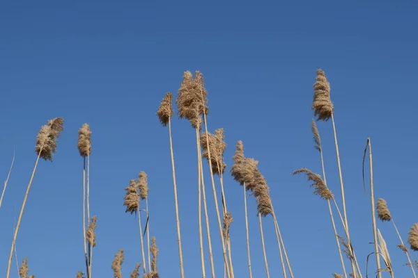 Whisk Dry Reeds Thickets Dry Reeds — Stock Photo, Image