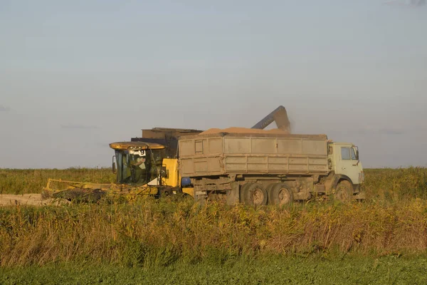 Combine pours grain into a truck. Rice harvest.