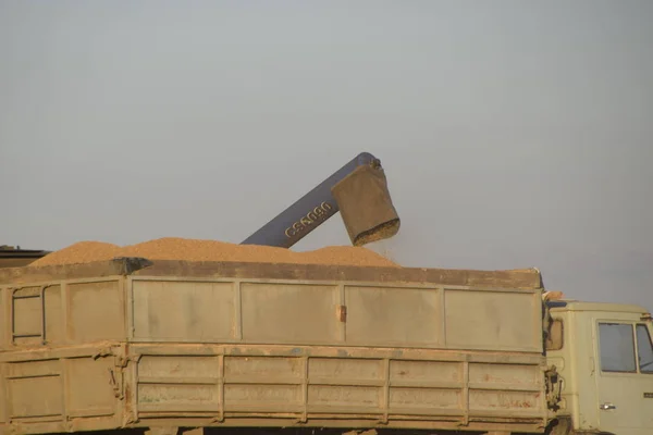 Mélanger Grain Versé Dans Camion Récolte Riz — Photo