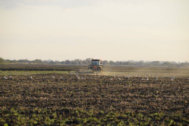 Traktör sürme alan pulluk. Hasat sonra sonbaharda toprak tilling. Sezon sonunda.