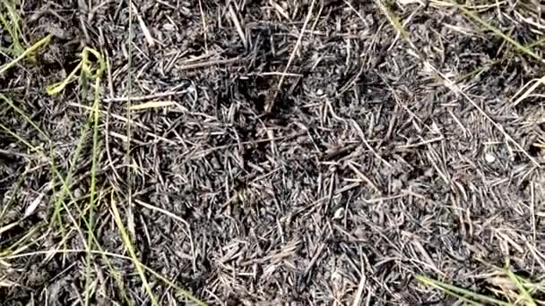 Hormigas corriendo alrededor del hormiguero en el suelo. El caótico movimiento de las hormigas — Vídeo de stock