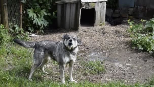 Cani che abbaiano intorno alla cabina. Un cane grigio su una catena di cortecce — Video Stock