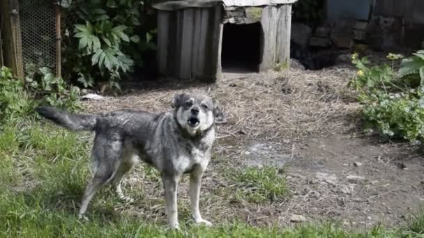 Des chiens aboient autour de la cabine. Un chien gris sur une chaîne d'écorces 