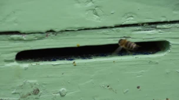 Las abejas vuelan en la bandeja — Vídeo de stock