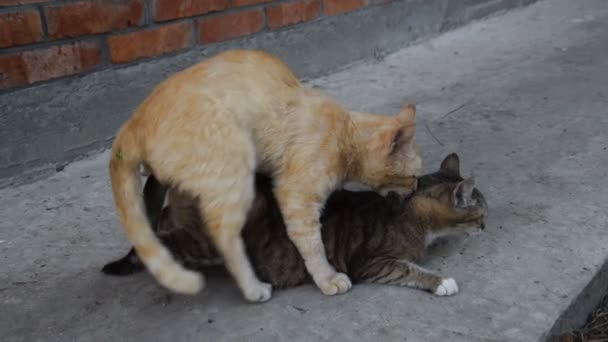 Paarung Von Hauskatzen Das Natürliche Verhalten Der Tiere — Stockvideo