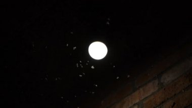 Gece böcekler bir ampul