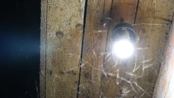 Ночные насекомые у лампочки — стоковое видео