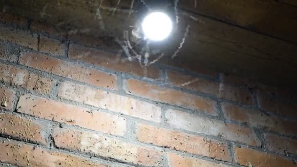 Natt insekter på en glödlampa — Stockvideo