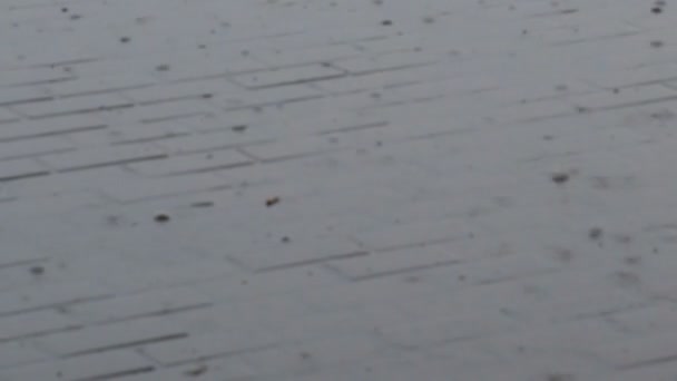 Regn på en betongplatta. Kraftigt regn. — Stockvideo