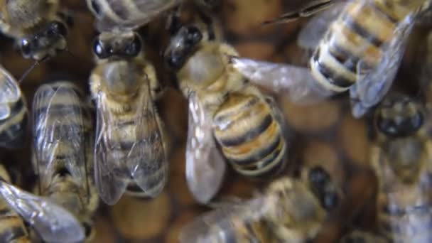 Abeilles à miel sur le rucher de la maison 