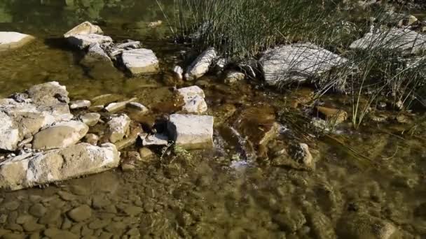 Arroyo con agua corriente clara . — Vídeos de Stock