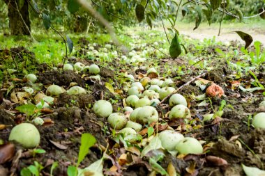 Elma bahçesi. Ağaçlar ve ağaçların altındaki toprağın meyveleri..