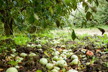 Elma bahçesi. Ağaçlar ve ağaçların altındaki toprağın meyveleri..