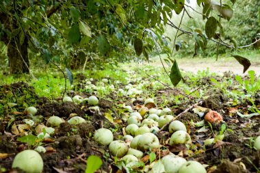 Elma bahçesi. Ağaçlar ve ağaçların altındaki toprağın meyveleri..