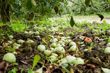 Elma bahçesi. Ağaçlar ve ağaçların altındaki toprağın meyveleri..