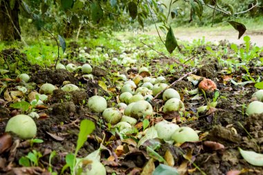 Elma bahçesi. Ağaçlar ve ağaçların altındaki toprağın meyveleri..