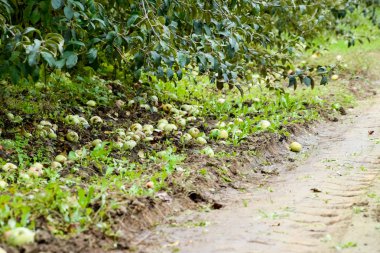 Elma bahçesi. Ağaçlar ve ağaçların altındaki toprağın meyveleri..