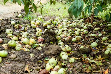 Elma bahçesi. Ağaçlar ve ağaçların altındaki toprağın meyveleri..