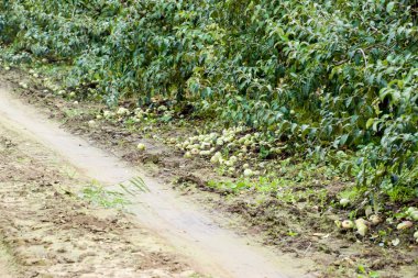 Elma bahçesi. Ağaçlar ve ağaçların altındaki toprağın meyveleri..