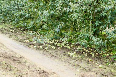 Elma bahçesi. Ağaçlar ve ağaçların altındaki toprağın meyveleri..