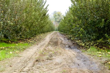 Elma bahçesi. Ağaçlar ve ağaçların altındaki toprağın meyveleri..