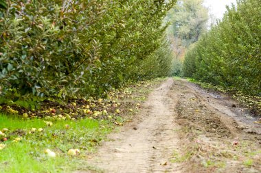 Elma bahçesi. Ağaçlar ve ağaçların altındaki toprağın meyveleri..