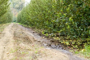 Elma bahçesi. Ağaçlar ve ağaçların altındaki toprağın meyveleri..