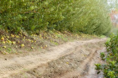 Elma bahçesi. Ağaçlar ve ağaçların altındaki toprağın meyveleri..