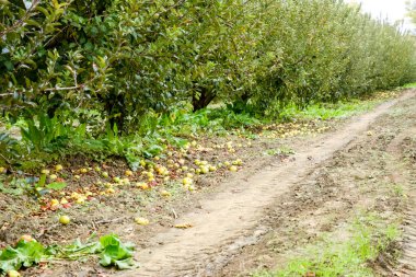Elma bahçesi. Ağaçlar ve ağaçların altındaki toprağın meyveleri..