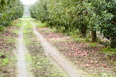 Elma bahçesi. Ağaçlar ve ağaçların altındaki toprağın meyveleri..