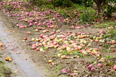 Elma bahçesi. Ağaçlar ve ağaçların altındaki toprağın meyveleri..