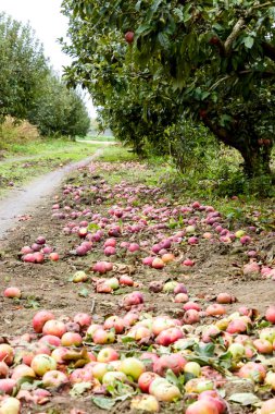 Elma bahçesi. Ağaçlar ve ağaçların altındaki toprağın meyveleri..