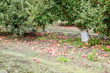 Elma bahçesi. Ağaçlar ve ağaçların altındaki toprağın meyveleri..