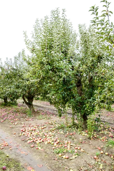 Huerto Manzanas Filas Árboles Fruto Tierra Bajo Los Árboles —  Fotos de Stock