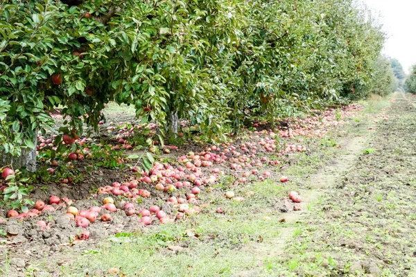 Apple orchard. Rows of trees and the fruit of the ground under the trees.