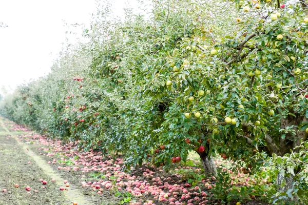 リンゴ園だ 木の列と木の下の地面の果実 — ストック写真