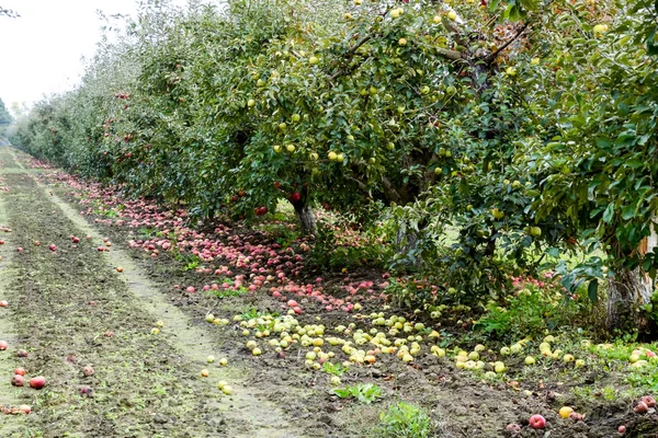 Apple orchard. Rows of trees and the fruit of the ground under the trees.