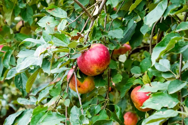 Jabłkowy Sad Rzędy Drzew Owoce Ziemi Pod Drzewami — Zdjęcie stockowe
