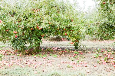 Elma bahçesi. Ağaçlar ve ağaçların altındaki toprağın meyveleri..