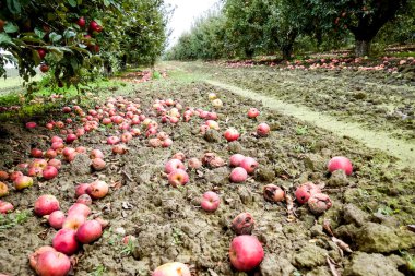 Elma bahçesi. Ağaçlar ve ağaçların altındaki toprağın meyveleri..