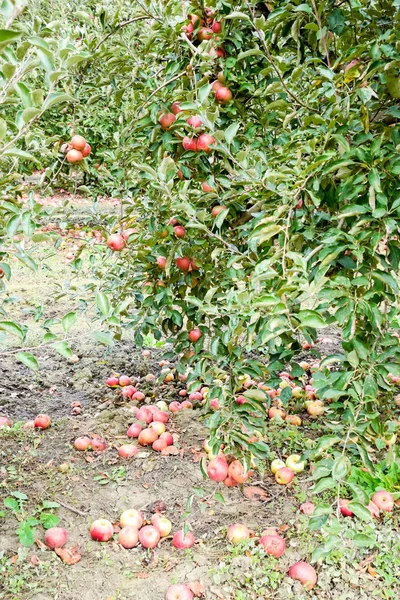 リンゴ園だ 木の列と木の下の地面の果実 — ストック写真