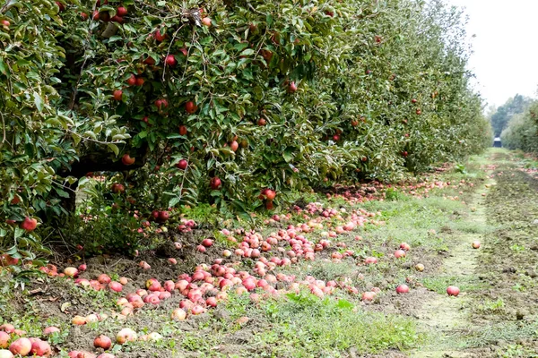 Apple orchard. Rows of trees and the fruit of the ground under the trees.