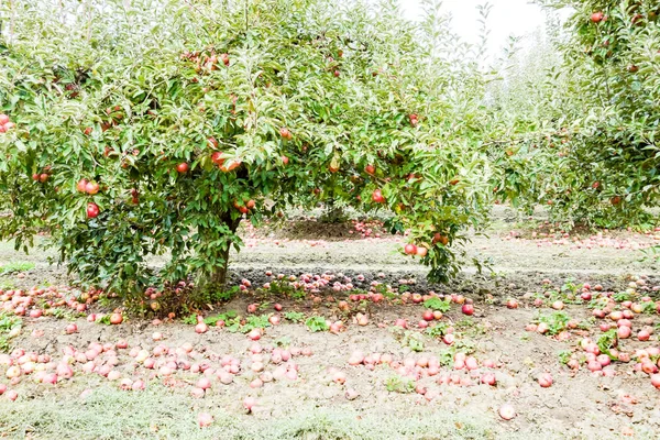 Apple orchard. Rows of trees and the fruit of the ground under the trees.