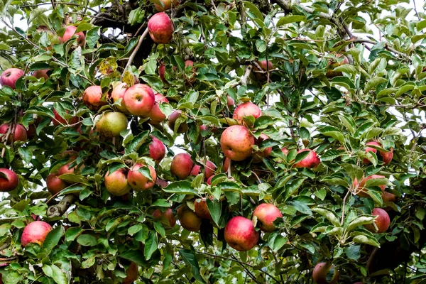 Huerto Manzanas Filas Árboles Fruto Tierra Bajo Los Árboles — Foto de Stock